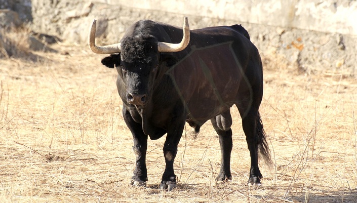 Tordesillas: Rompesuelas, el Toro de la Vega 2015