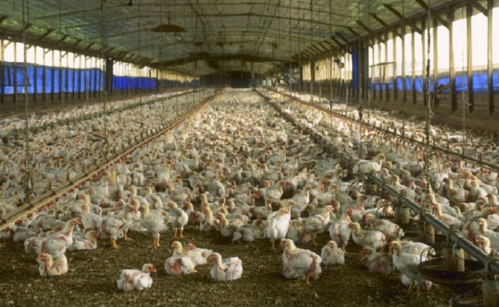 Granja industrial de pollos.