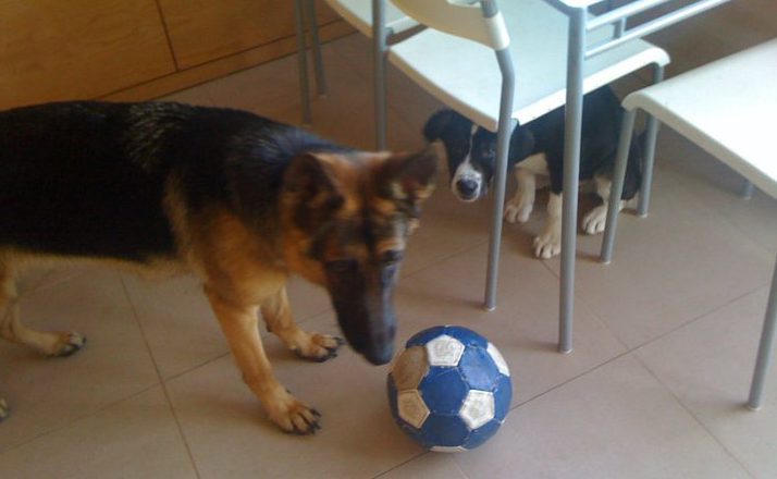 Dana y Argos con pelota