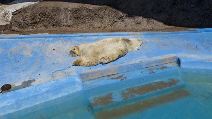 Oso Arturo (fotografía)
