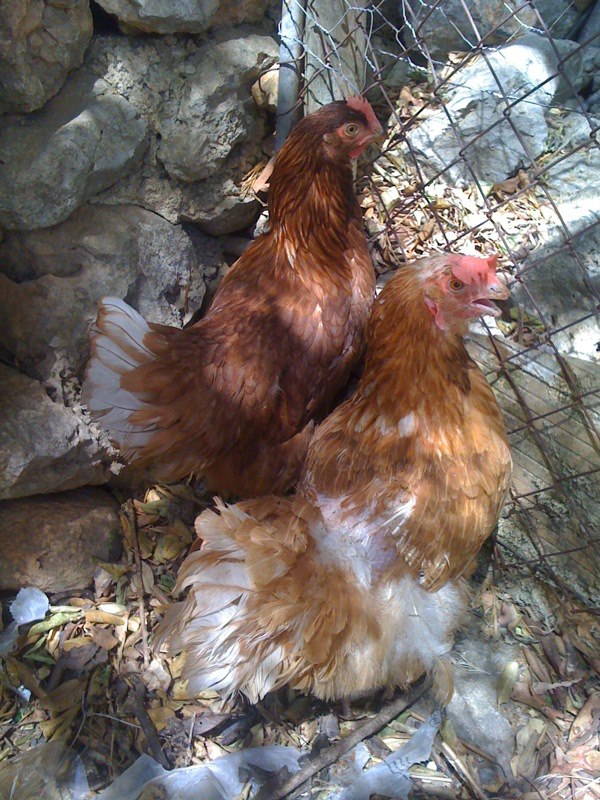 Gallinas en Mallorca