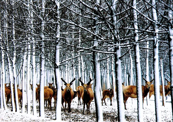 Reserva natural en China