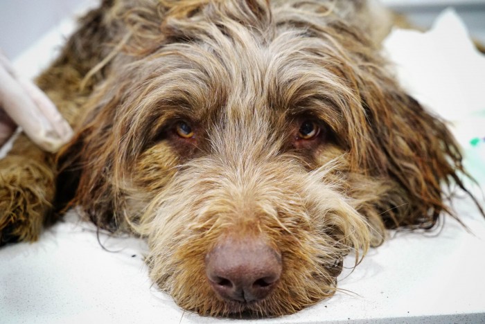 Dickens (Let's Adopt Spain)
