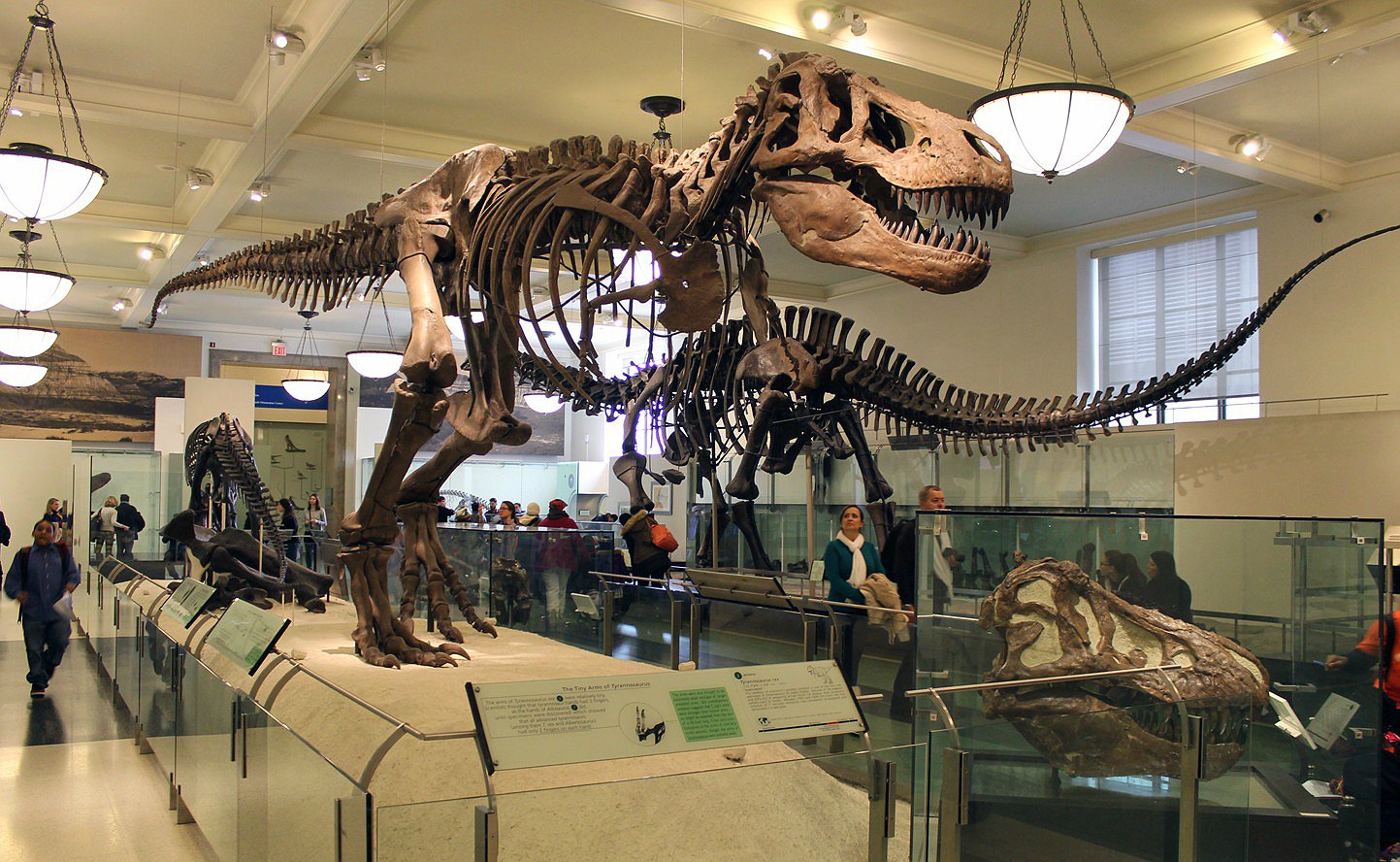Tiranosaurio (Museo de Historia Natural de Nueva York)
