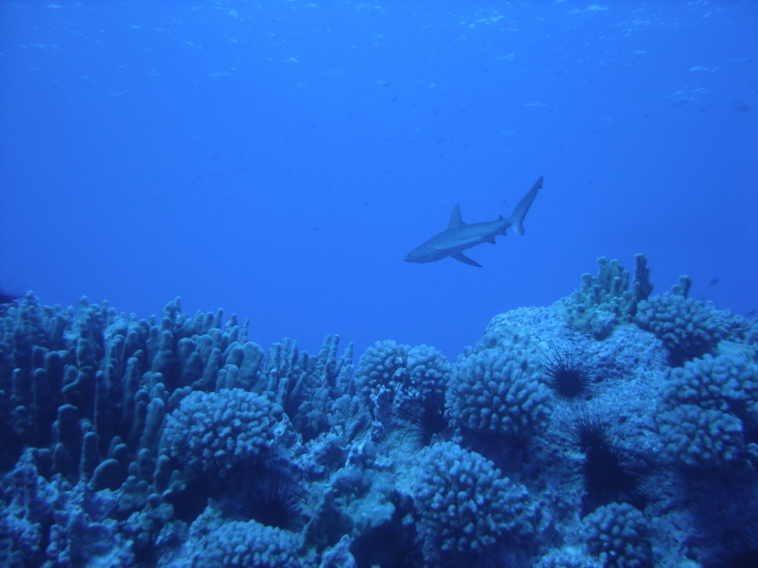 Tiburones-Covid-19-Corales_en_el_Parque_Marino_Motu_Motiro_Hiva