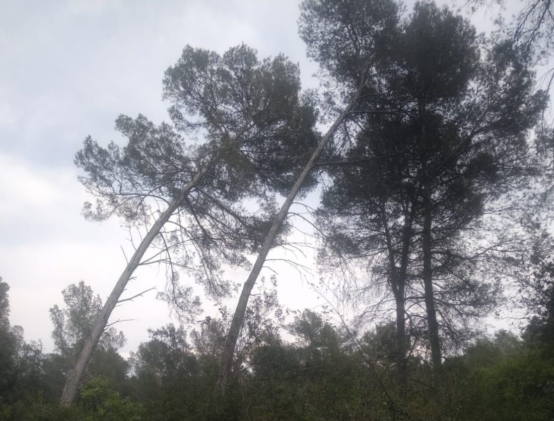 Los árboles que crujen (fotografía, Cervelló - 2021)